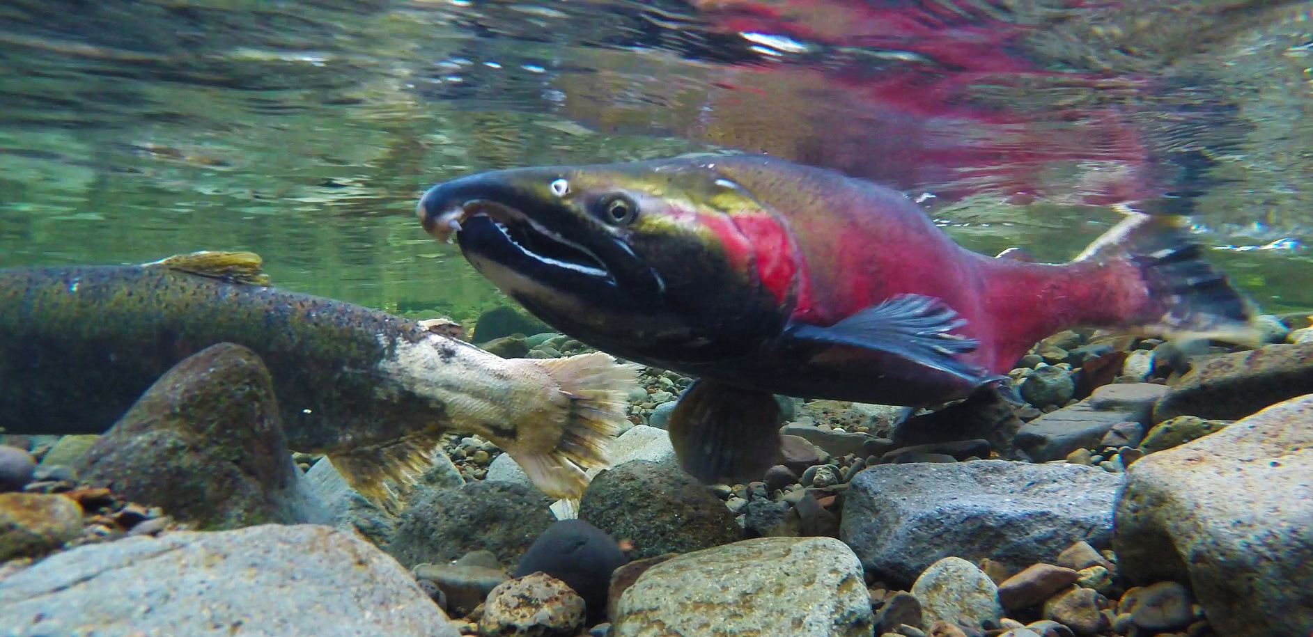 Salmon under water in a river.