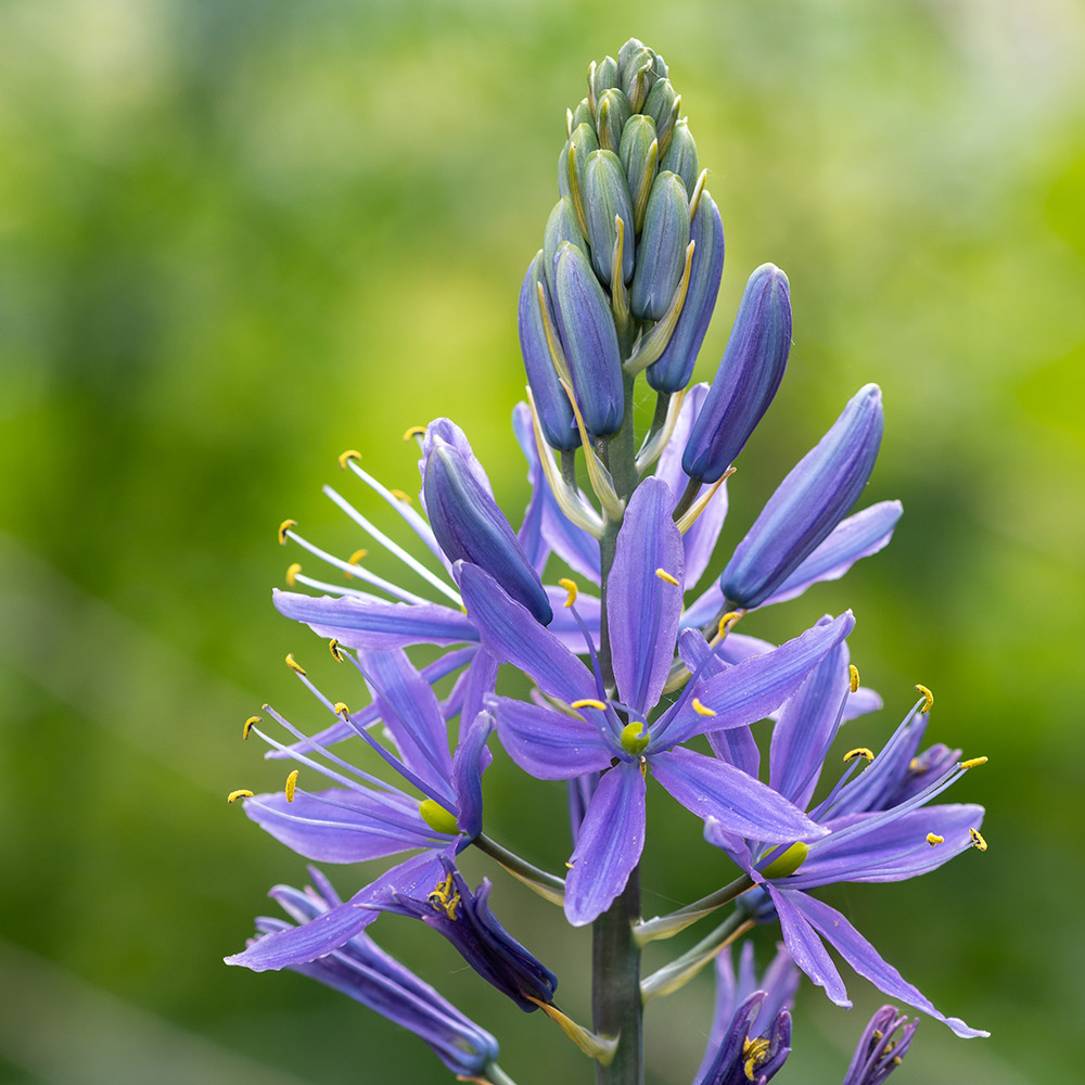 Purple Camas flower, a symbol of the Great Circle Recovery clinic.