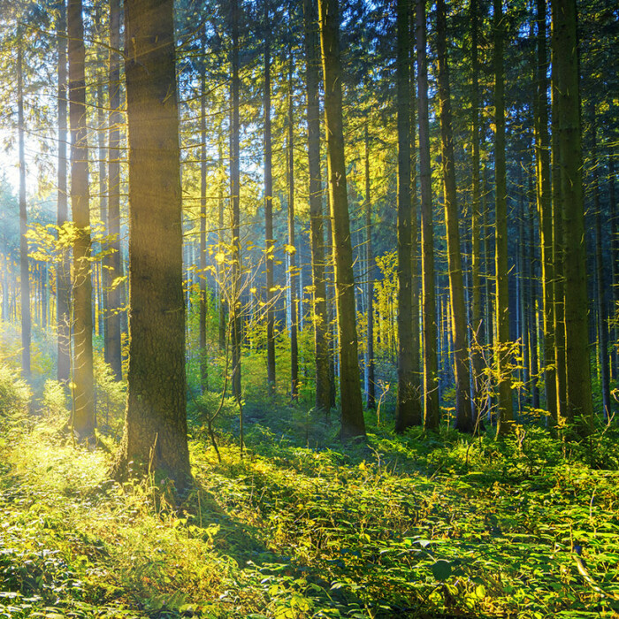 Sunlight filtering through trees in a forest, from the Hollingsworth & Vose 2021 Sustainability Report.