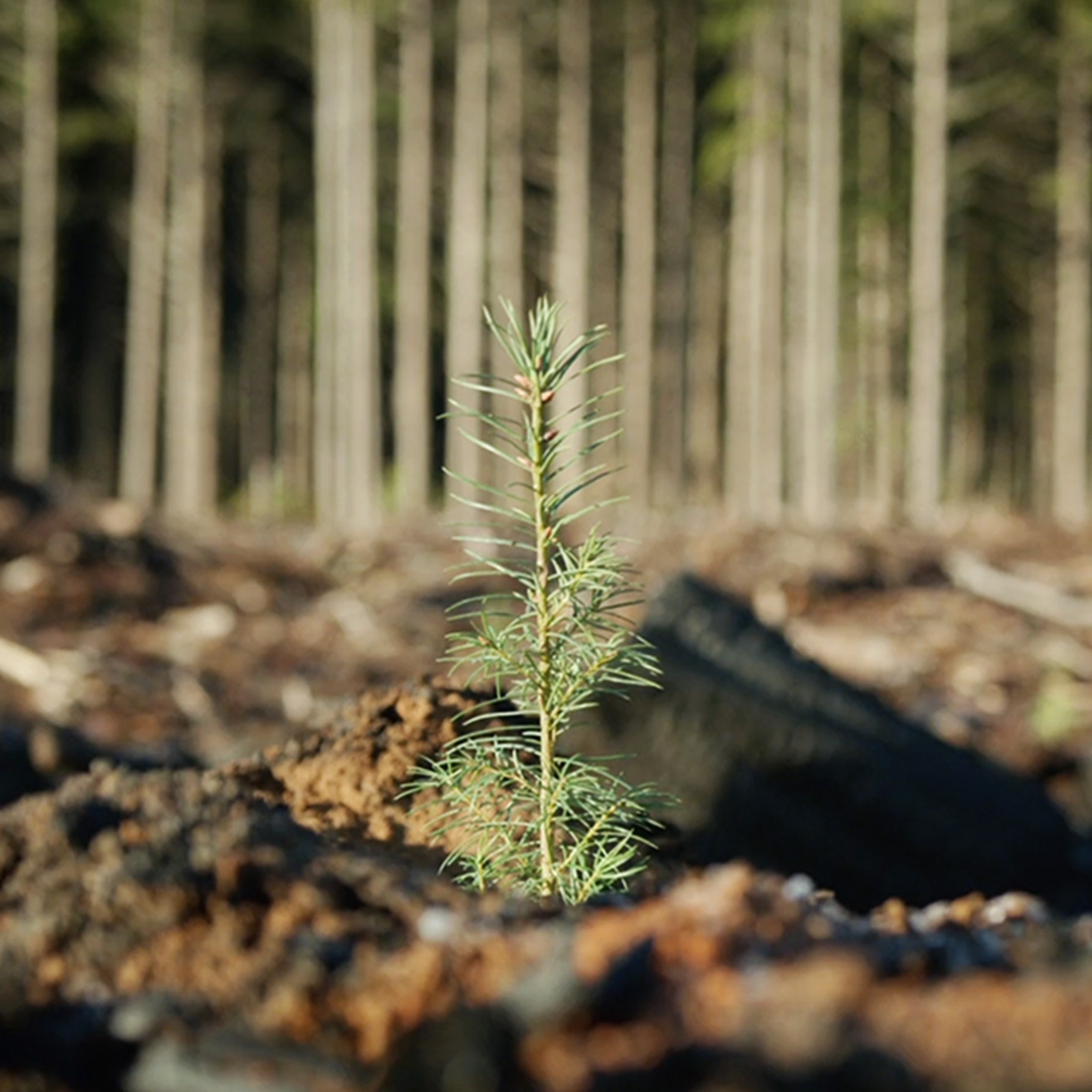 A closeup of a Douglas fir seedling freshly planted, from a video for the Oregon Forest Resources Institute.