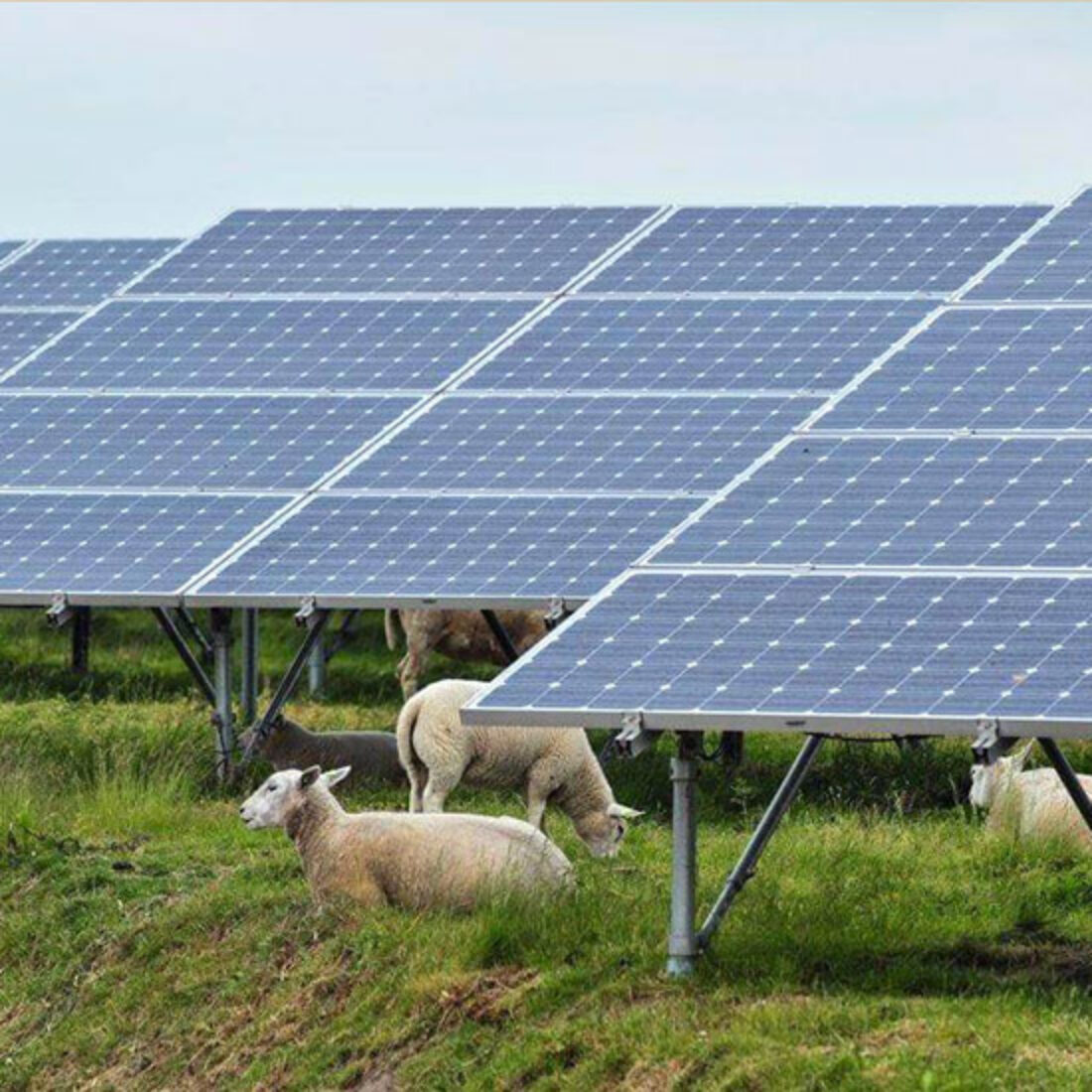 Sheep graze among agrivoltaic solar panels.