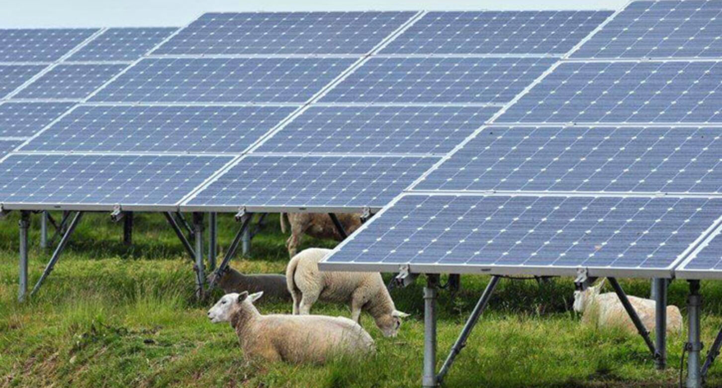 Sheep graze among agrivoltaic solar panels.