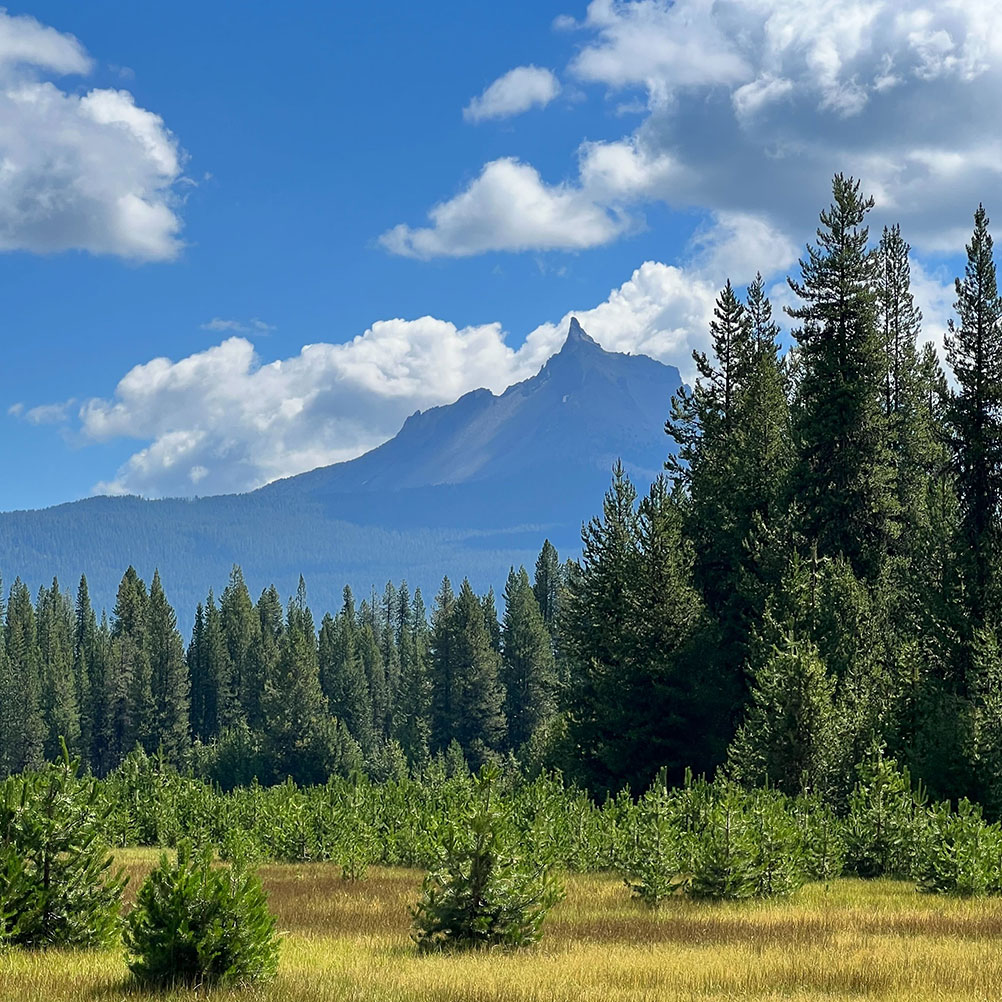 Vacation photo of a forest and mountain peak in Washington state.