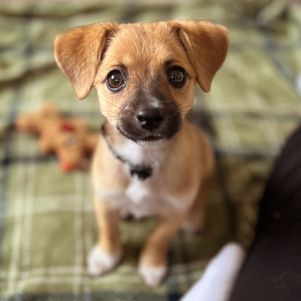 A young puppy -- the newest addition to the Gard team's assistants.