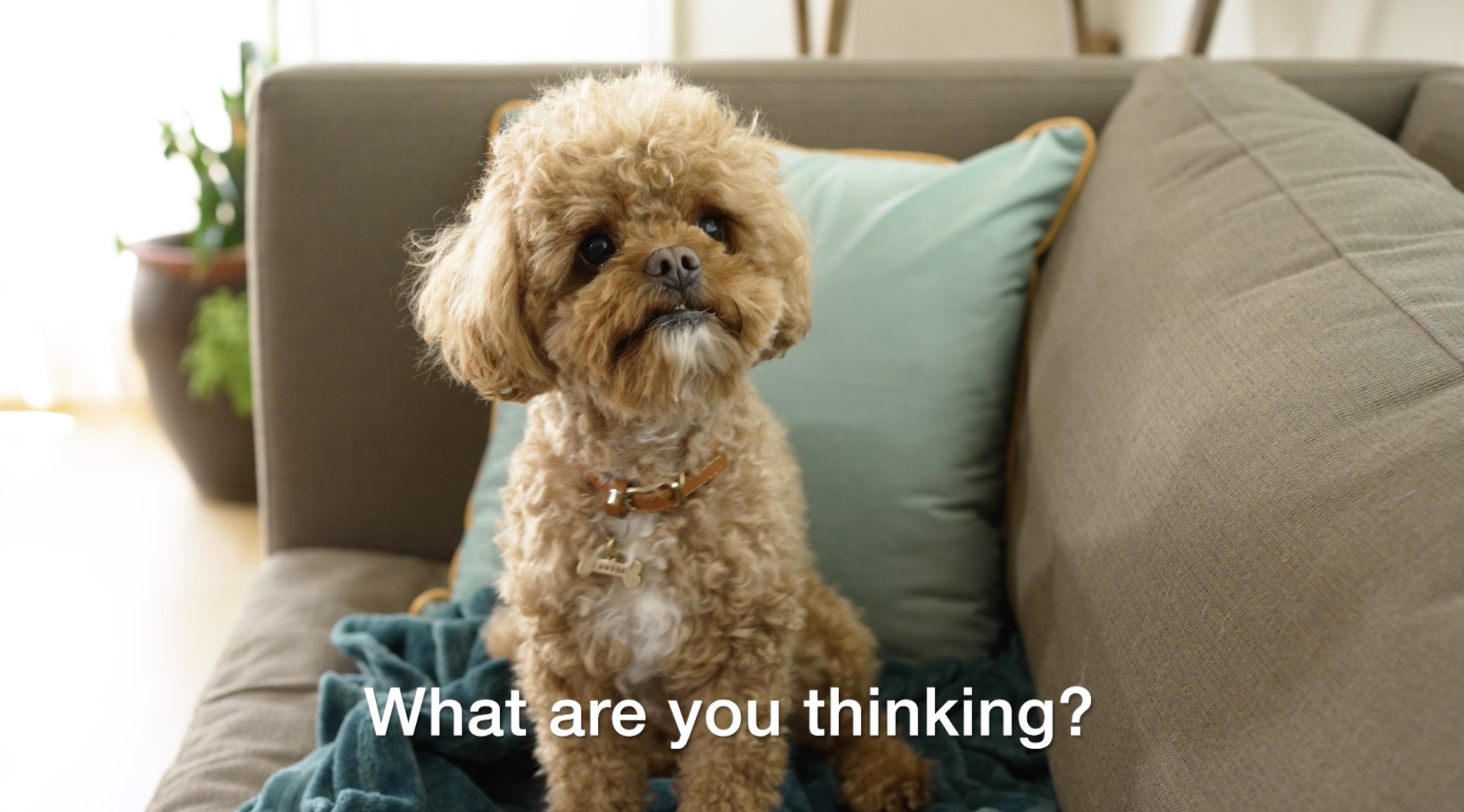 A fuzzy brown dog on a sofa with the words on the image, "What are you thinking?"