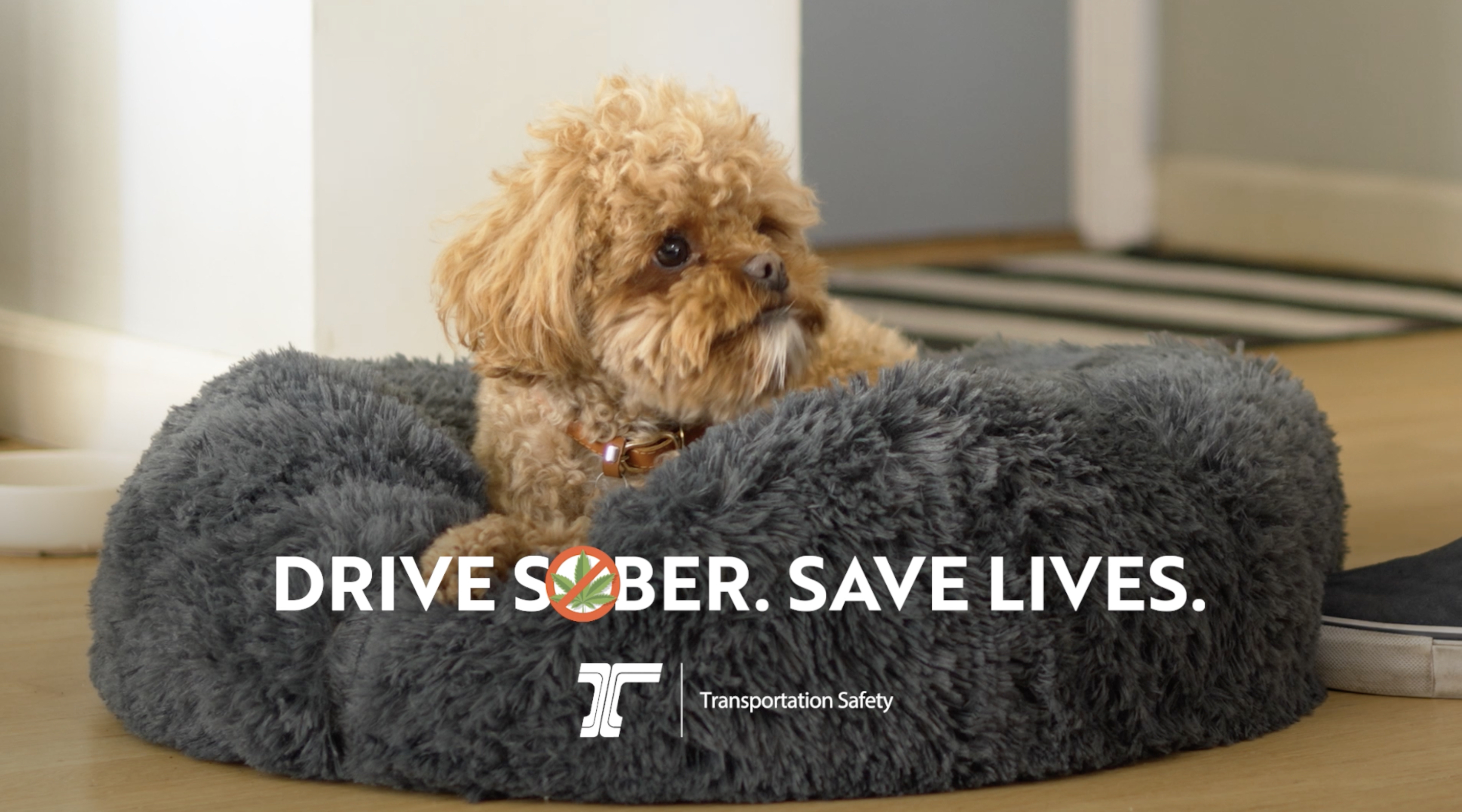 A brown dog on a fluffy gray bed with a tagline on the image that says Drive Sober. Save Lives.