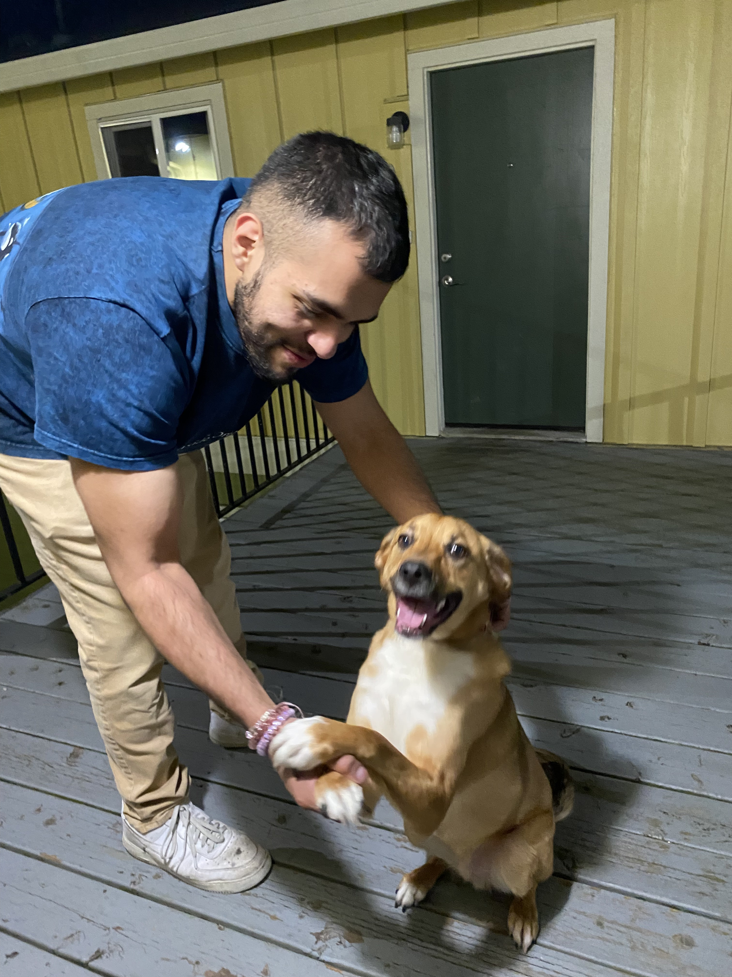 A man with black hair and a beard wearing khaki pants and a blue t-shirt shakes hands with a brown and white dog.